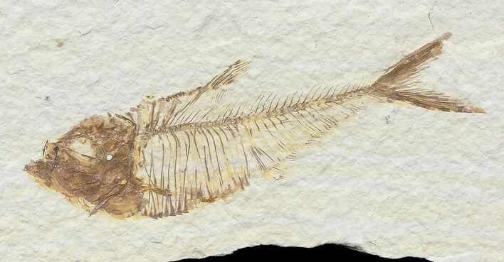 Bargain, Diplomystus Fossil Fish - Wyoming #67950